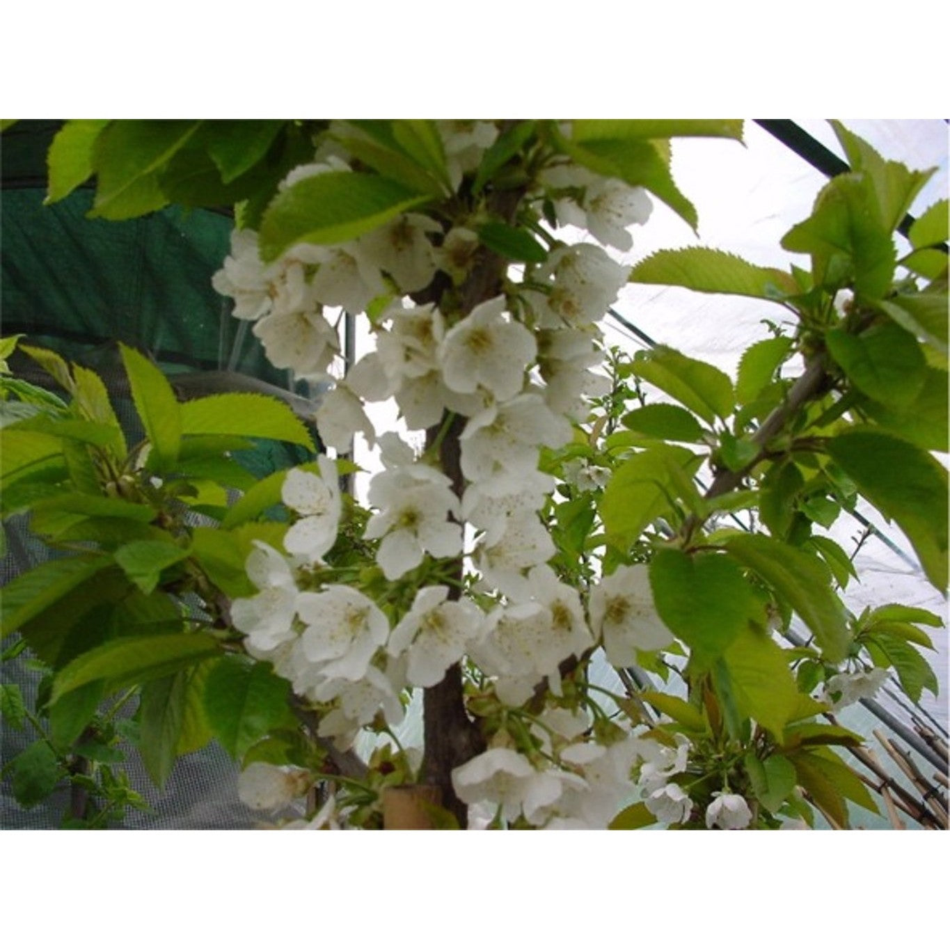 Japanskt körsbär – Prunus serrulata 'Shirofugen' - 16/18 RB